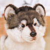 Peluche loup gris et blanc mignon