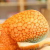 Peluche pieuvre géante Roi des océans