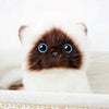 Peluche chaton siamois