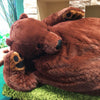 Peluche ours géant super doux