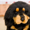 Peluches en forme de chien