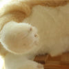 Peluches en forme de chien