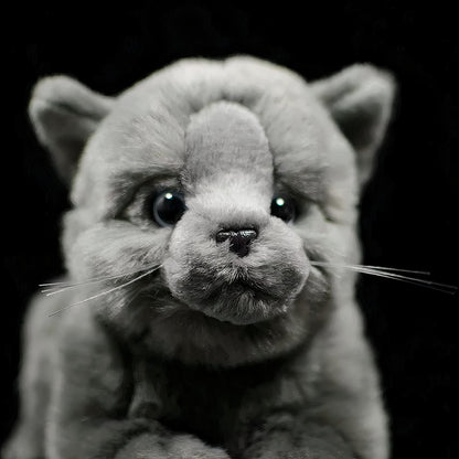Peluche chat britannique