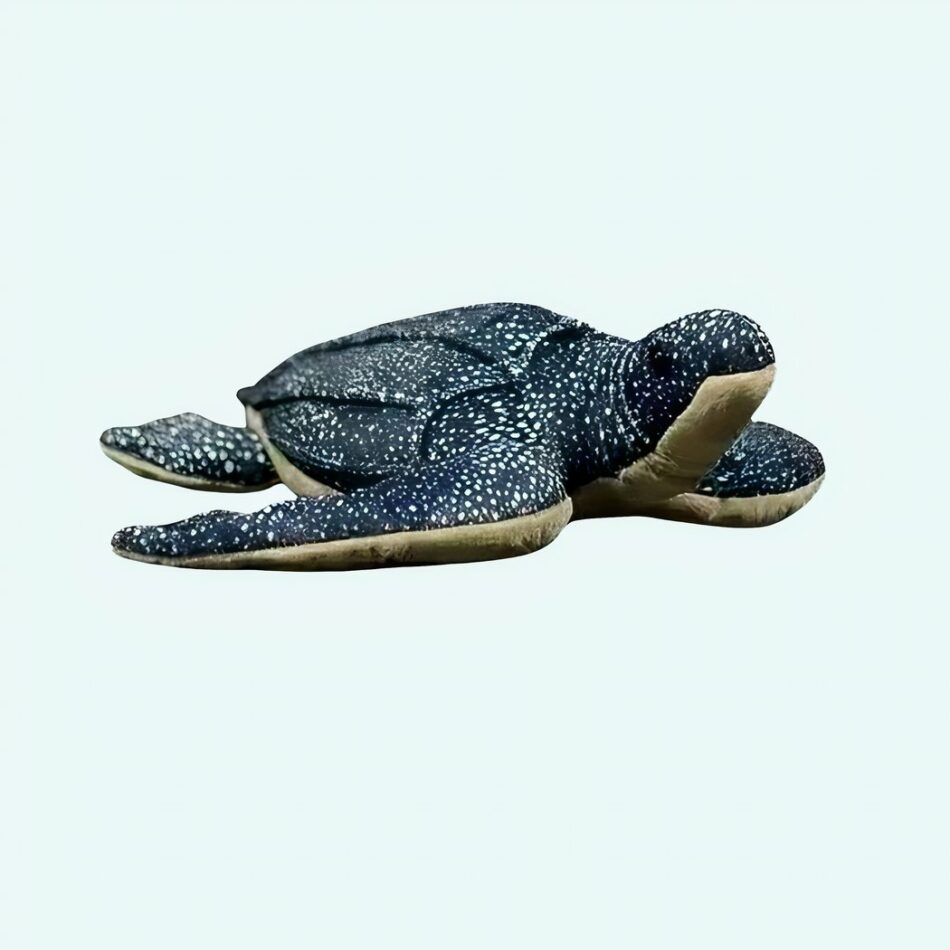 Peluche tortue de mer