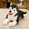 Peluche chien Husky mignon