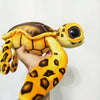 Peluche oreiller tortue à grands yeux